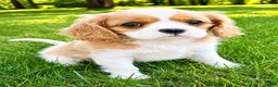 Cavalier King Charles Spaniel dogs for sale: Cavalier King Charles Spaniel (Rosie) - Ad 1