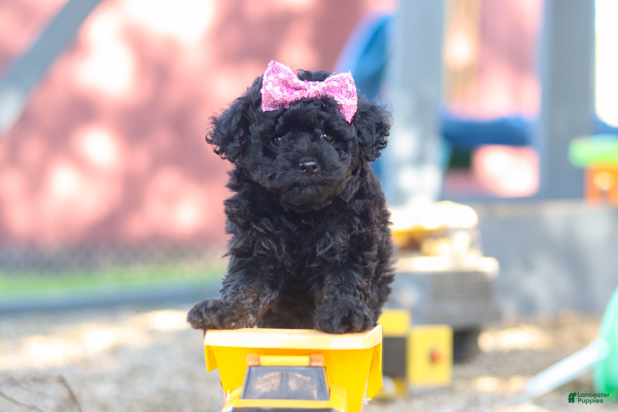 Miniature Poodle dogs for sale: April - Ad 6