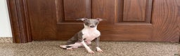 Italian Greyhound dogs for sale: Clayton - Ad 4