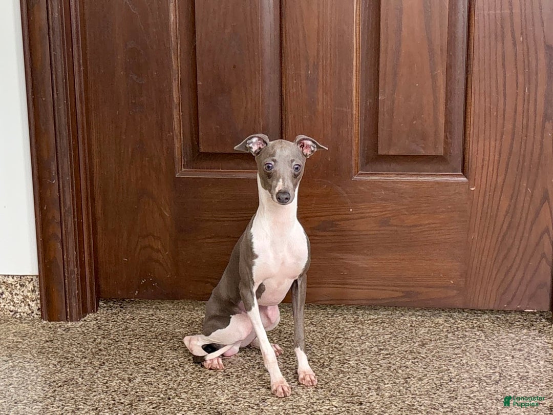 Italian Greyhound dogs for sale: Clayton - Ad 4