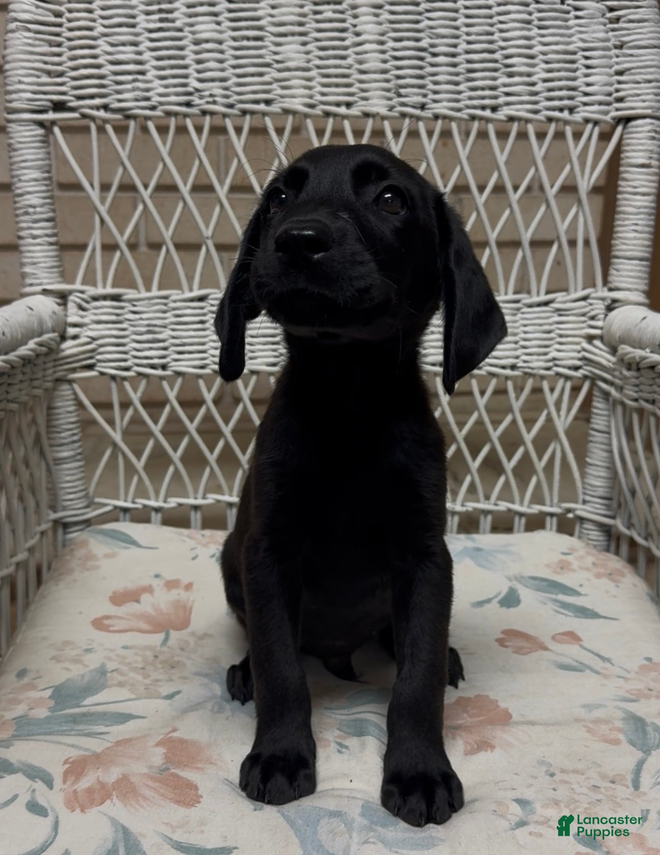 Labrador Retriever dogs for sale: Labrador Retriever Jackie - Ad 44
