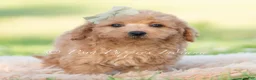 Mini Goldendoodle dogs for sale: rocket - Ad 4