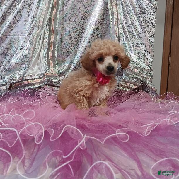 Toy Poodle dogs Toy Poodle 1 - Ad 2
