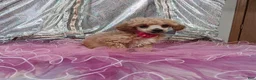 Toy Poodle dogs for sale: Toy Poodle 1 - Ad 2