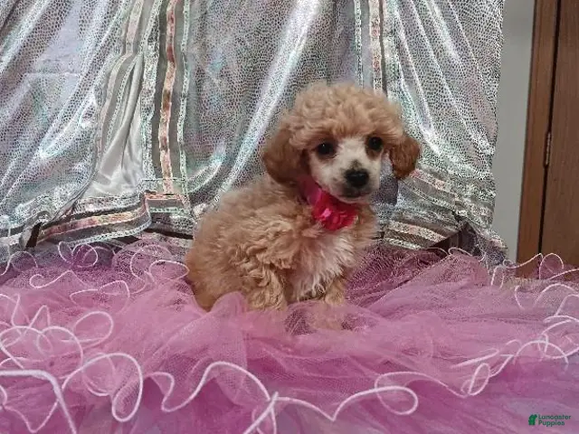 Toy Poodle dogs for sale: Toy Poodle 1 - Ad 2