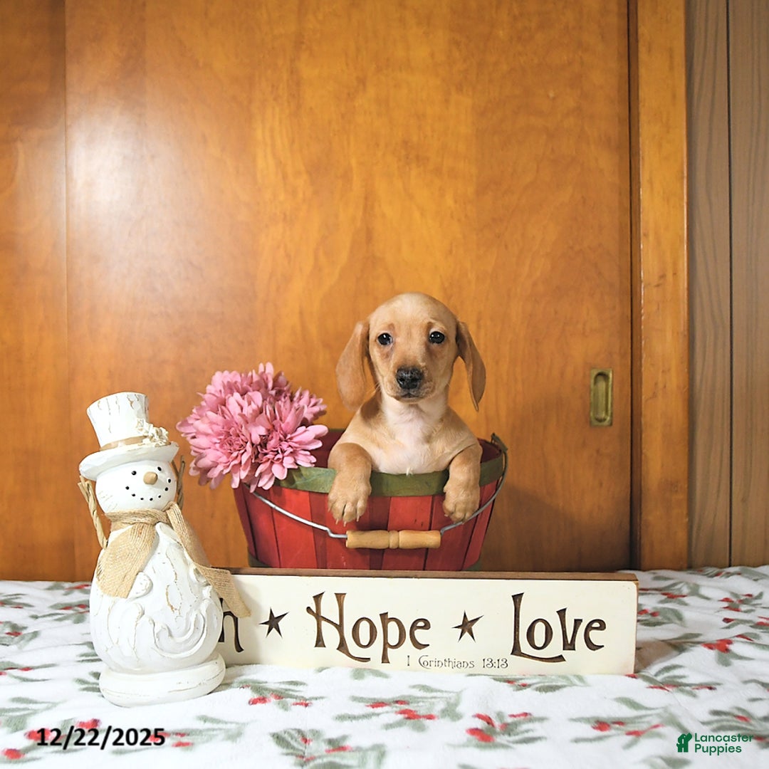 Miniature Dachshund dogs for sale: Benny - Ad 7