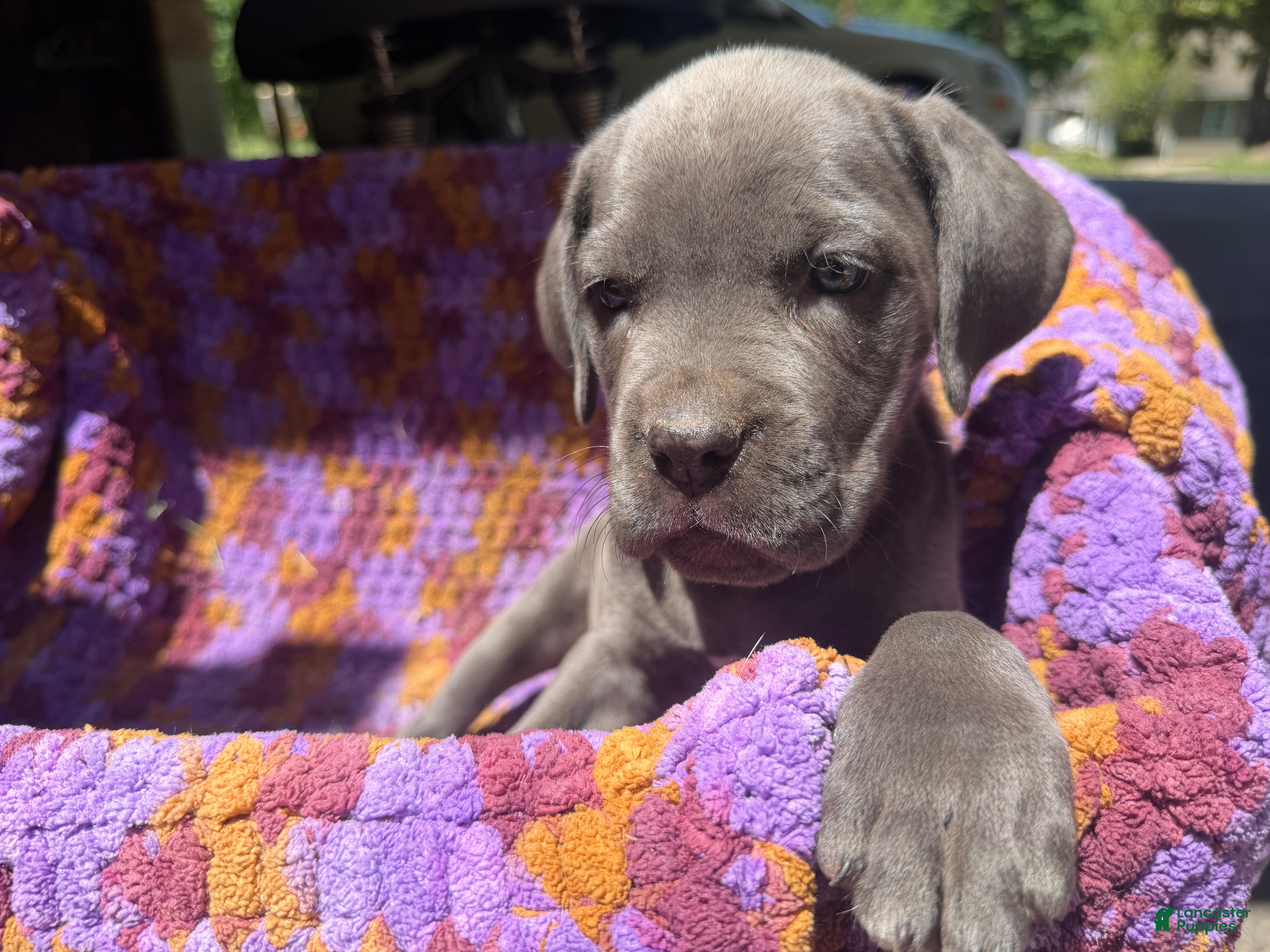 Cane Corso dogs Cane Corso Puppy Grey Girl - Ad 32