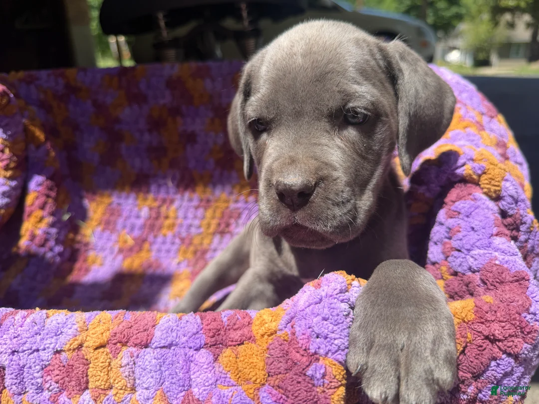Cane Corso dogs for sale: Cane Corso Puppy Grey Girl - Ad 1