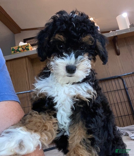 Mini Bernedoodle dogs Jack - Ad 1