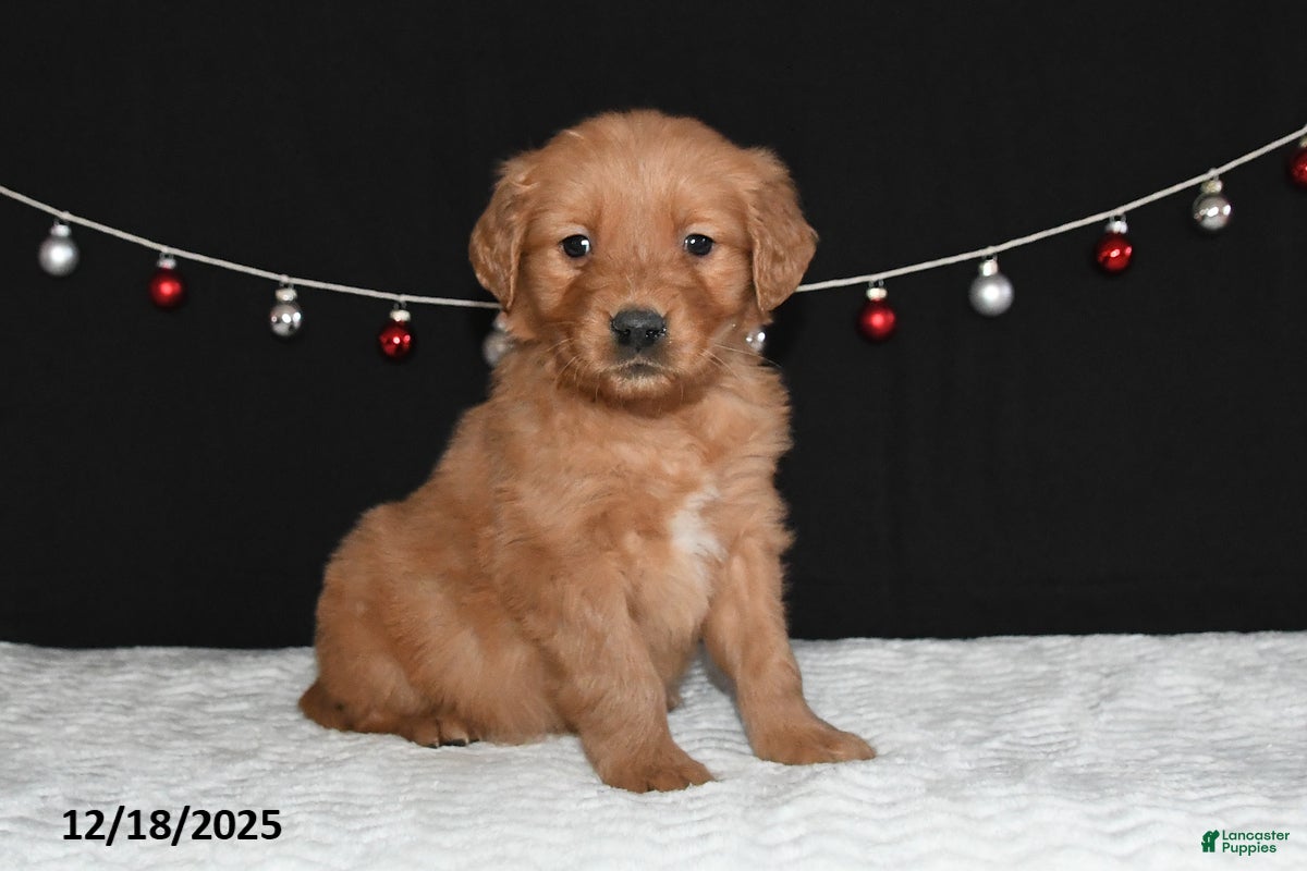 Golden Retriever dogs Arthur - Ad 16