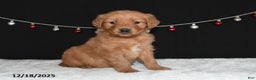 Golden Retriever dogs for sale: Arthur - Ad 1