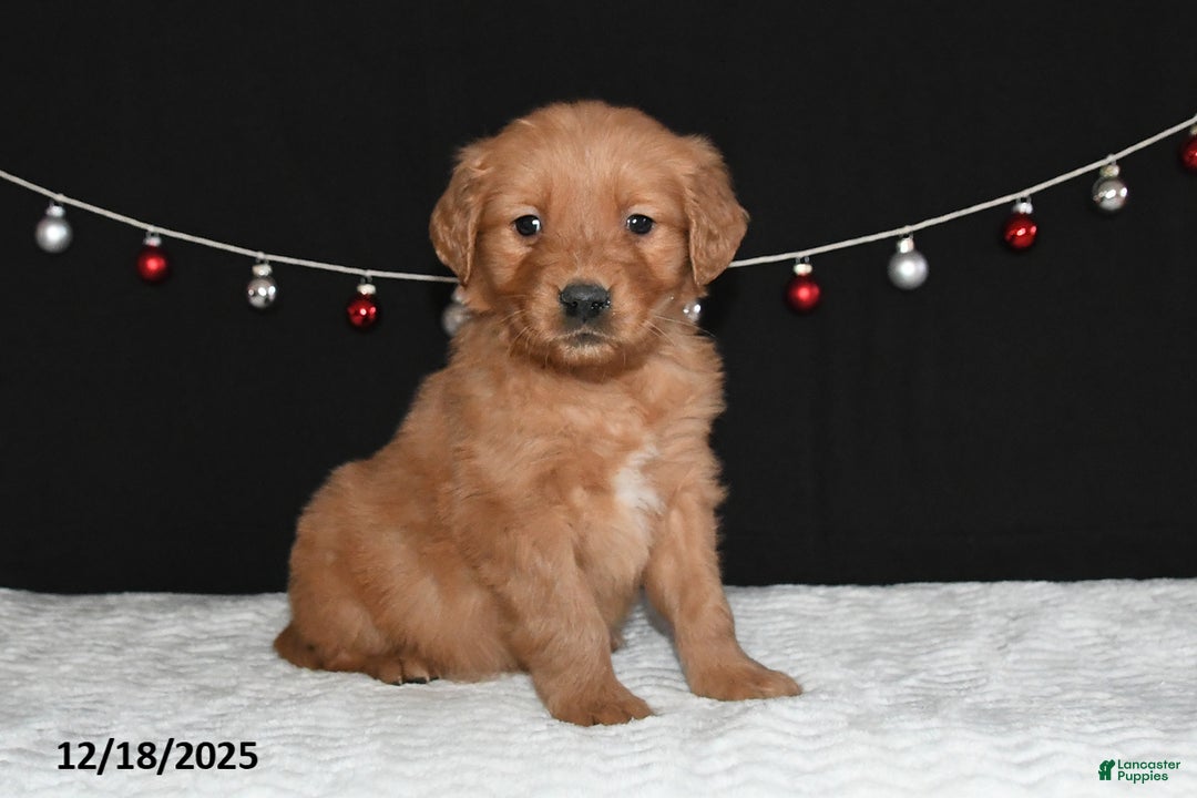 Golden Retriever dogs for sale: Arthur - Ad 1