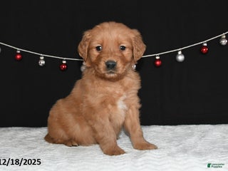 Golden Retriever dogs Arthur - Ad 26