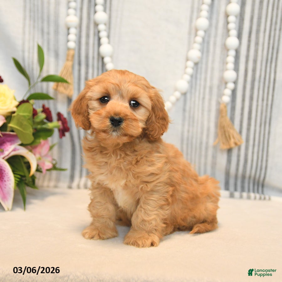 Cavapoo dogs Handsome - Ad 2
