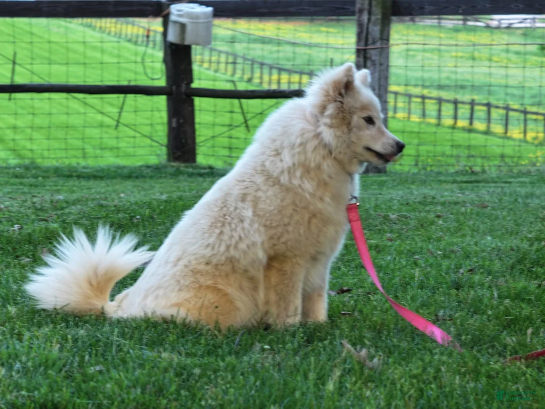 Pomsky dogs for sale: Miss Muffet - Ad 12