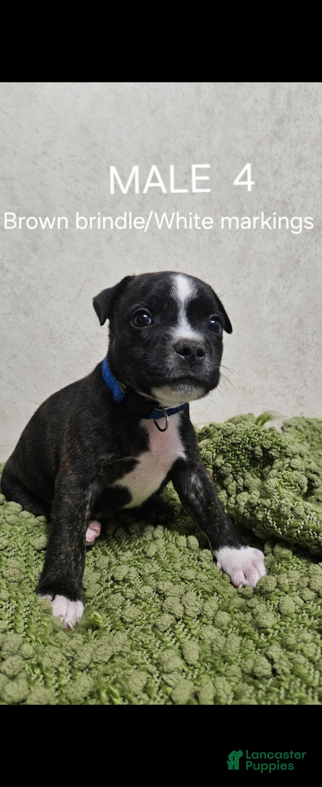 Staffordshire Bull Terrier dogs Staffordshire Bull Terrier 3 - Ad 2