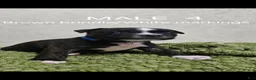 Staffordshire Bull Terrier dogs for sale: Staffordshire Bull Terrier 3 - Ad 1