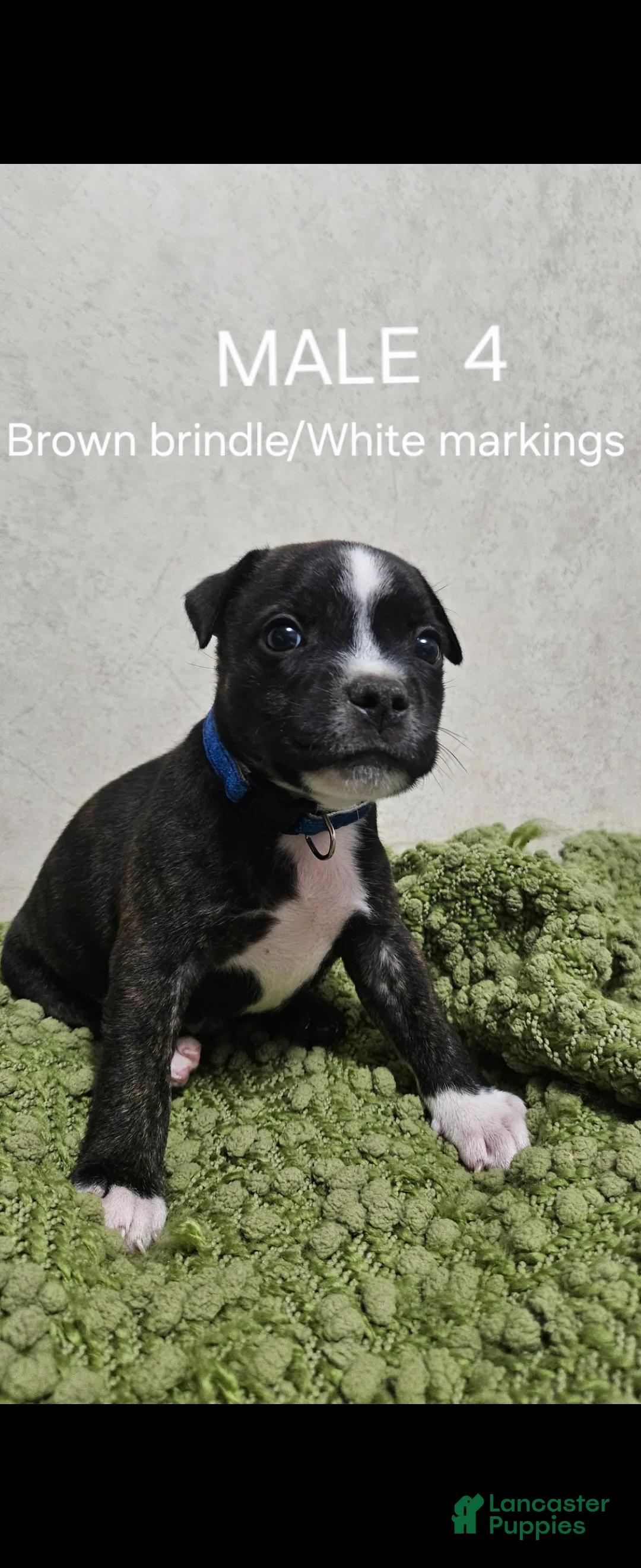 Staffordshire Bull Terrier dogs for sale: Staffordshire Bull Terrier 3 - Ad 1