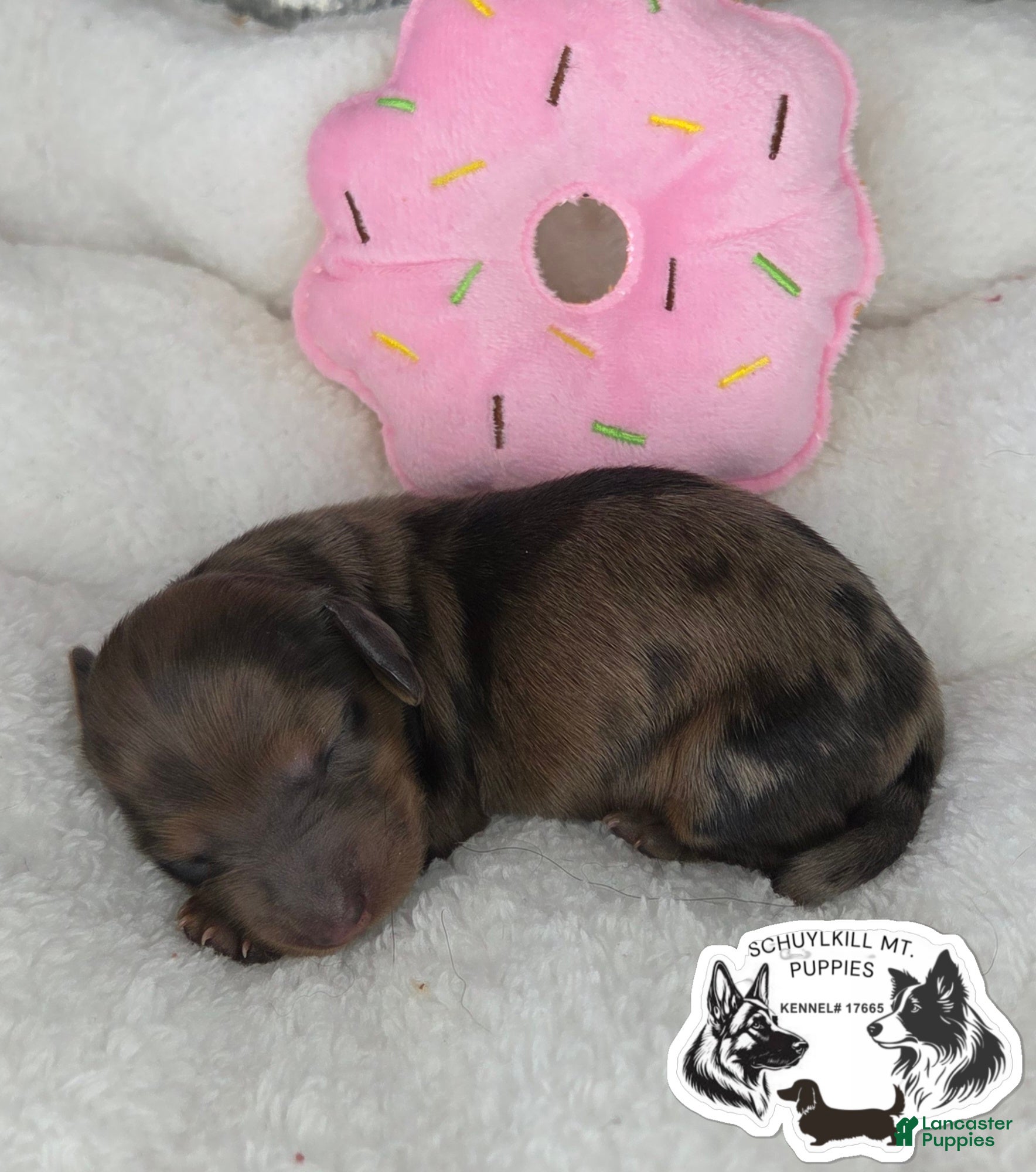 Miniature Dachshund dogs Muffin - Ad 9