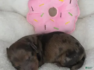 Miniature Dachshund dogs Muffin - Ad 9