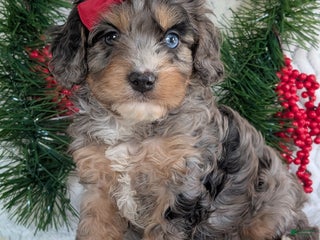 Cavapoo dogs Nemo - Ad 2