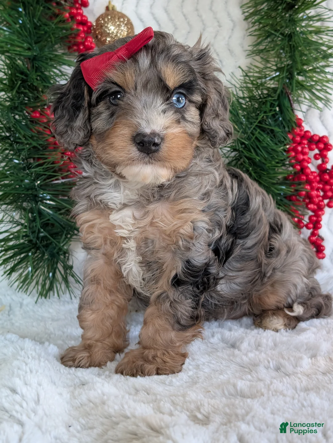 Cavapoo dogs for sale: Nemo - Ad 1