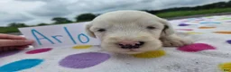 Sheepadoodle dogs for sale: Sheepadoodle 8 - Ad 4