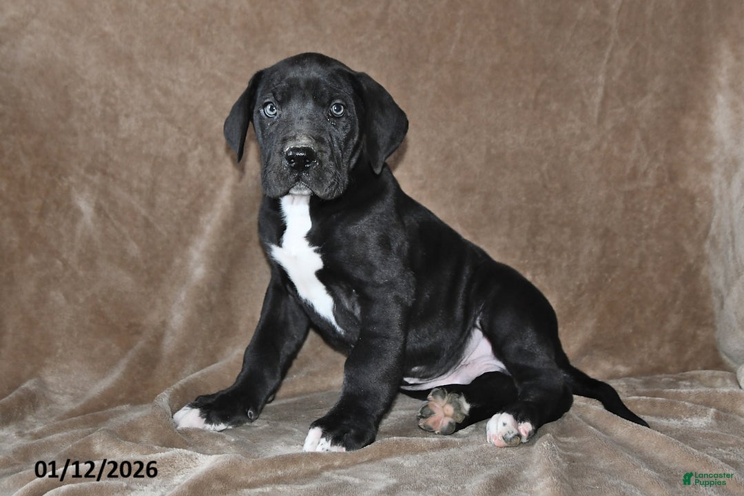 Great Dane dogs for sale: Jasper - Ad 1