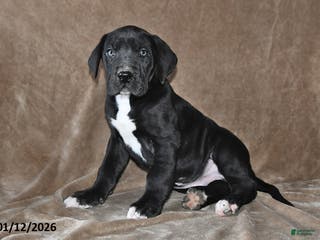 Great Dane dogs Jasper - Ad 10