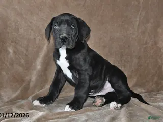 Great Dane dogs Jasper - Ad 12