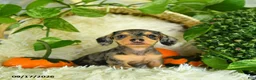 Miniature Dachshund dogs for sale: Sparkles - Ad 5