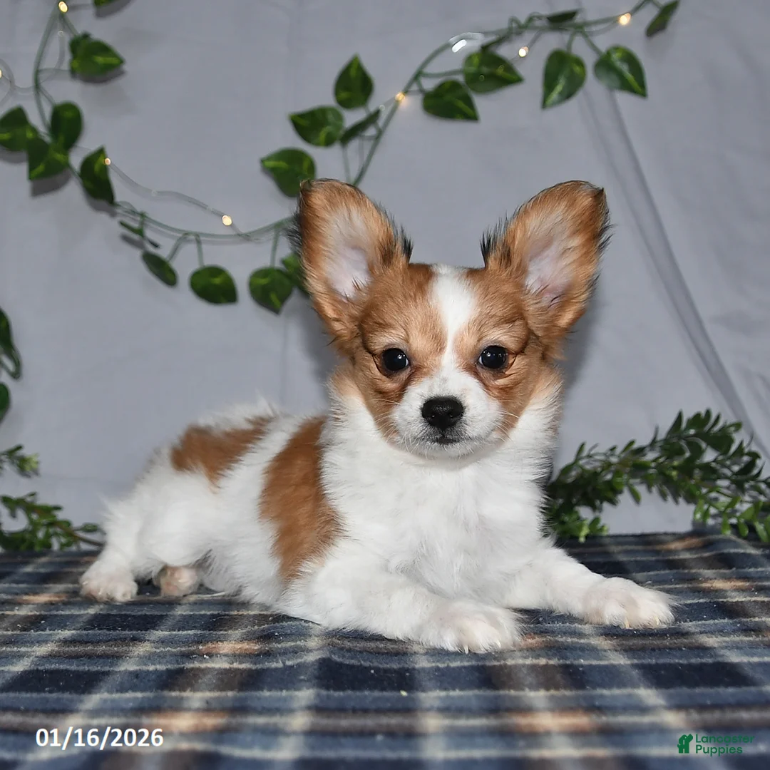 Papillon dogs for sale: Nick  - Ad 14