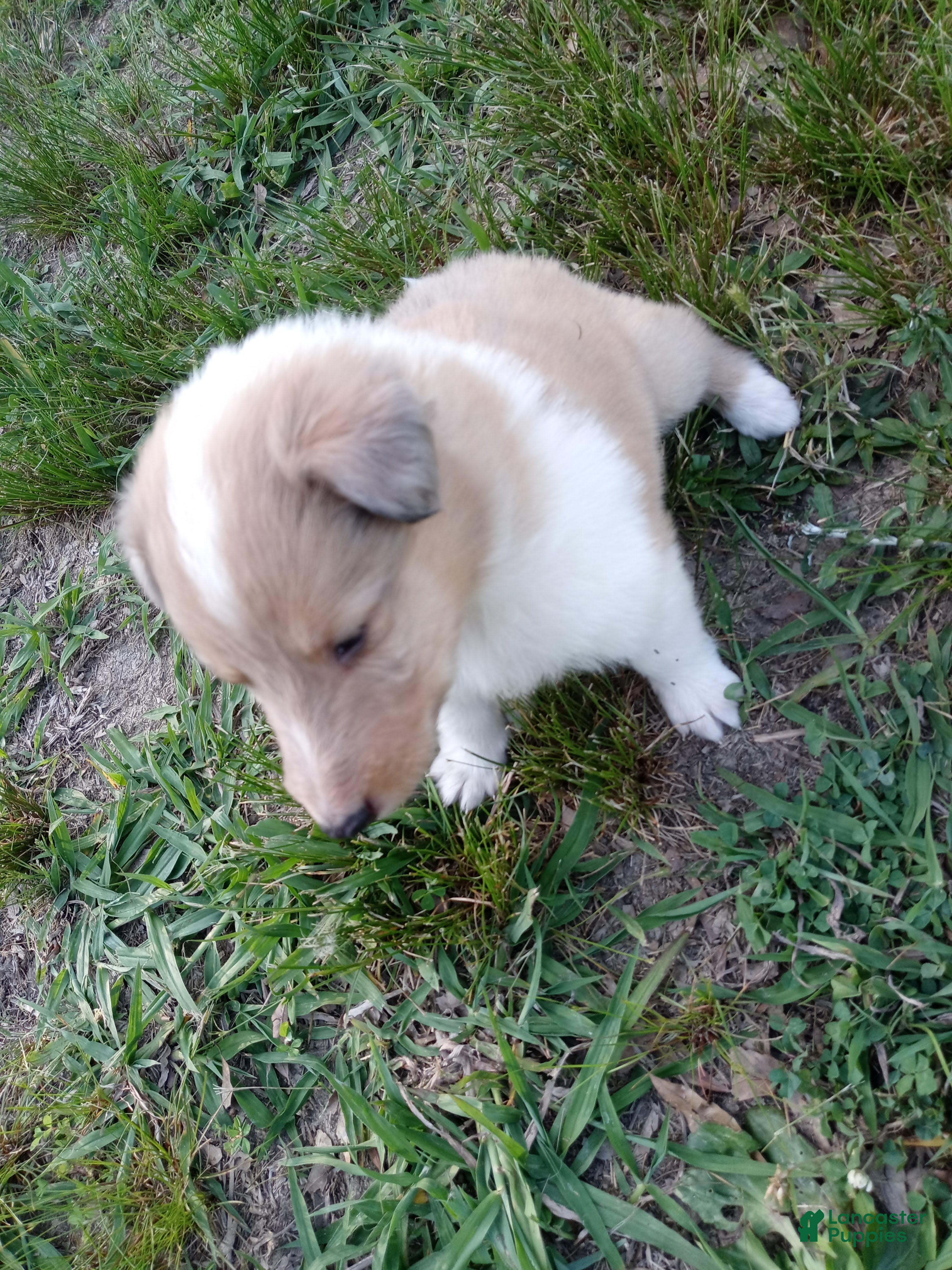 Collie dogs Skylar - Ad 5