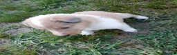 Collie dogs for sale: Skylar - Ad 1