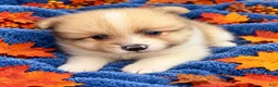 Pomeranian dogs for sale: Pomeranian 1Travis - Ad 1