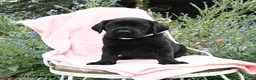Labrador Retriever dogs for sale: Minty - Ad 3