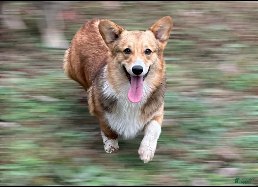Welsh Corgi Pembroke dogs for sale: Welsh Corgi Pembroke litter of 4 puppies - Ad 1