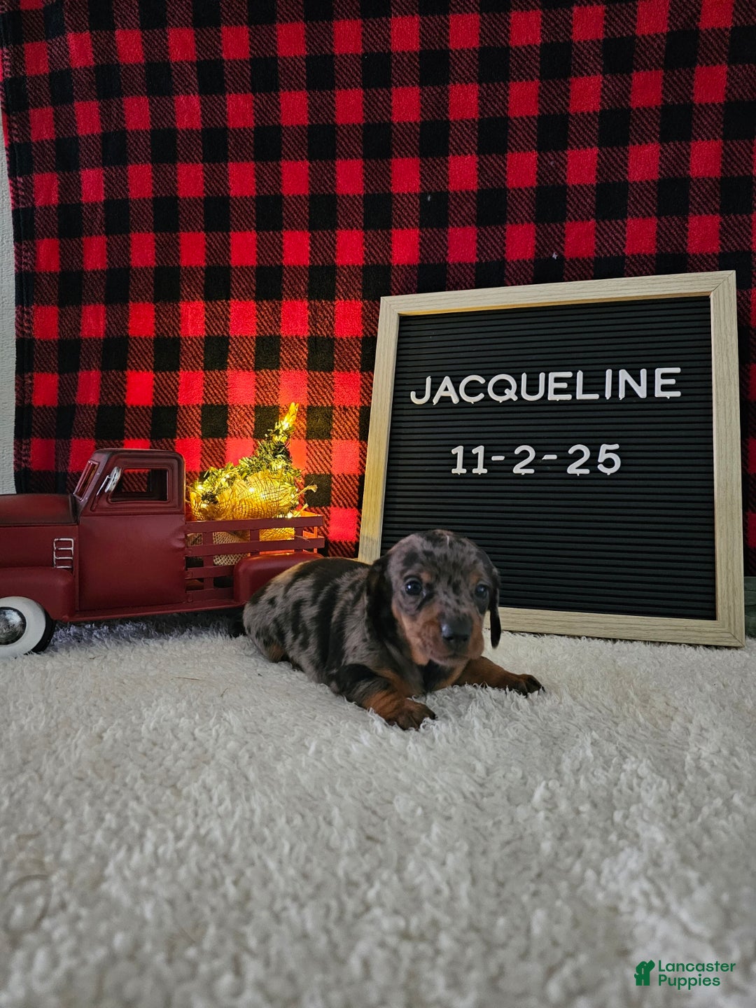 Miniature Dachshund dogs for sale: Jacqueline - Ad 4