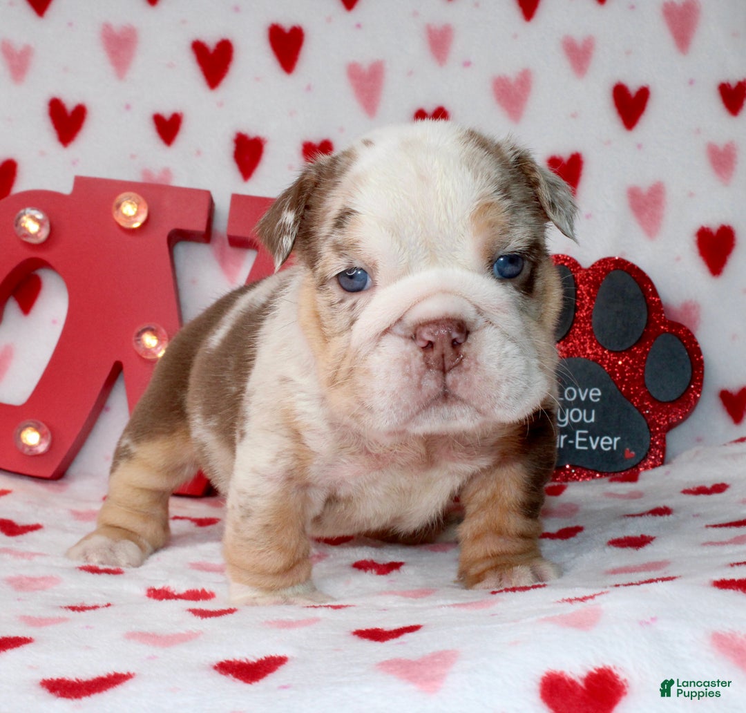 English Bulldog dogs for sale: Coco - Ad 2