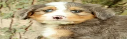Mini Bernedoodle dogs for sale: Snoop - Ad 9