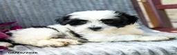 Maltipoo dogs for sale: Murphy - Ad 5