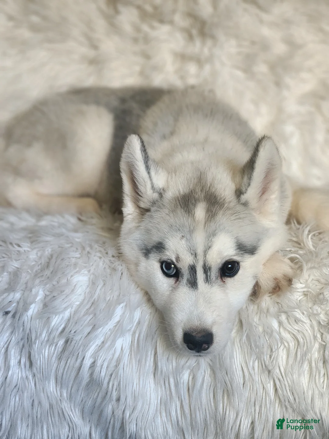 Siberian Husky dogs for sale: Balto - Ad 2