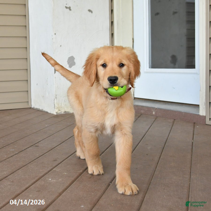 Golden Retriever dogs Monty - Ad 2