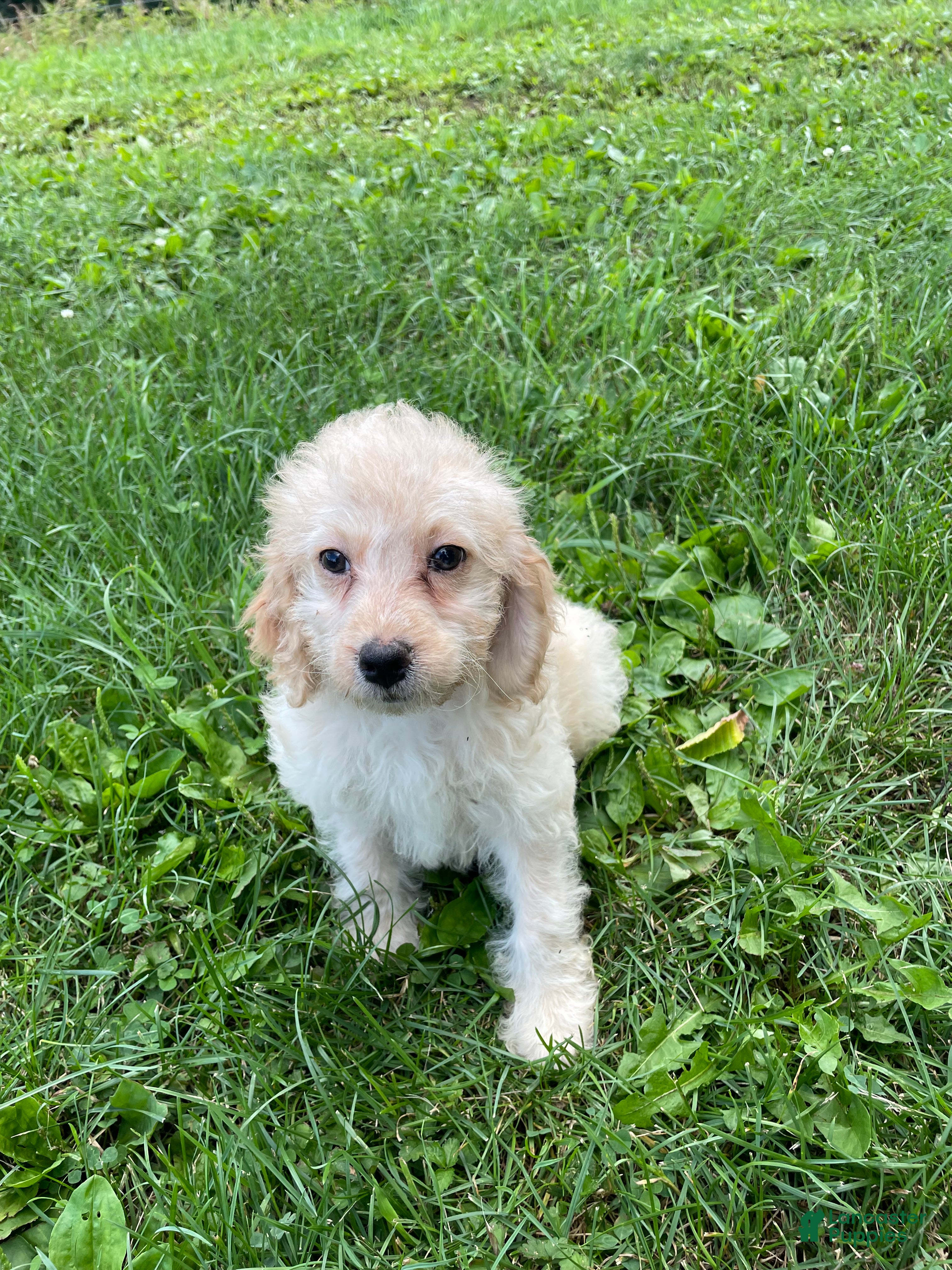 Cockapoo dogs Lady  - Ad 2