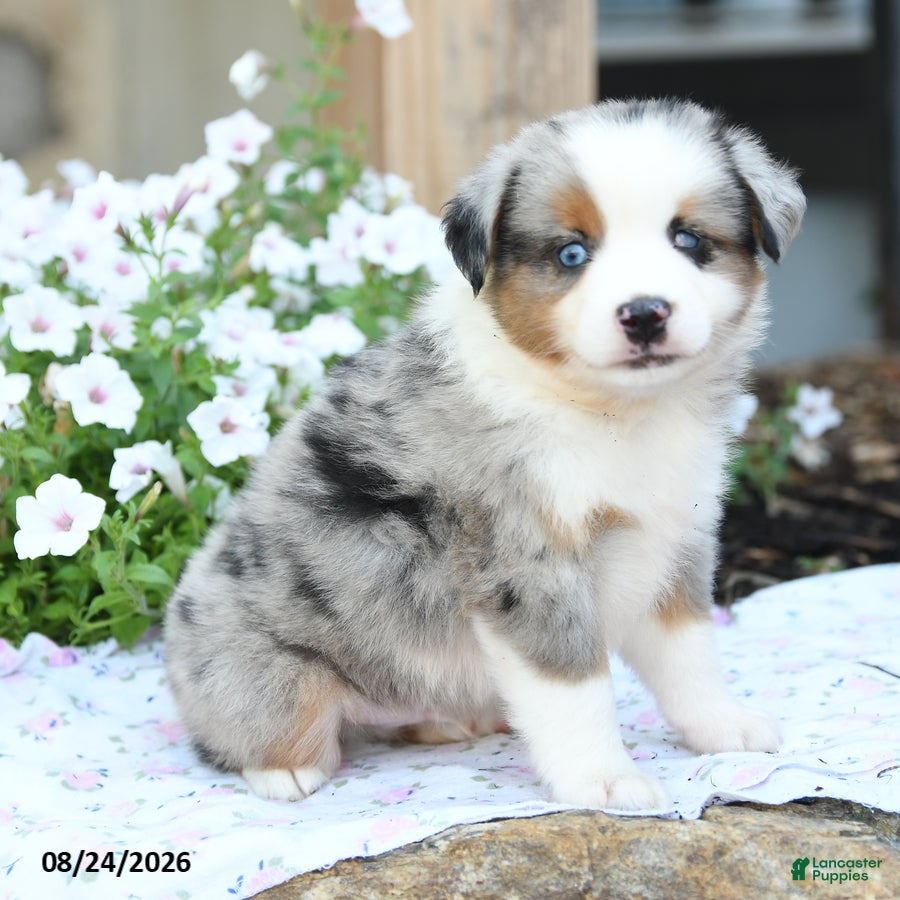 Miniature Australian Shepherd dogs Wilbur - Ad 1