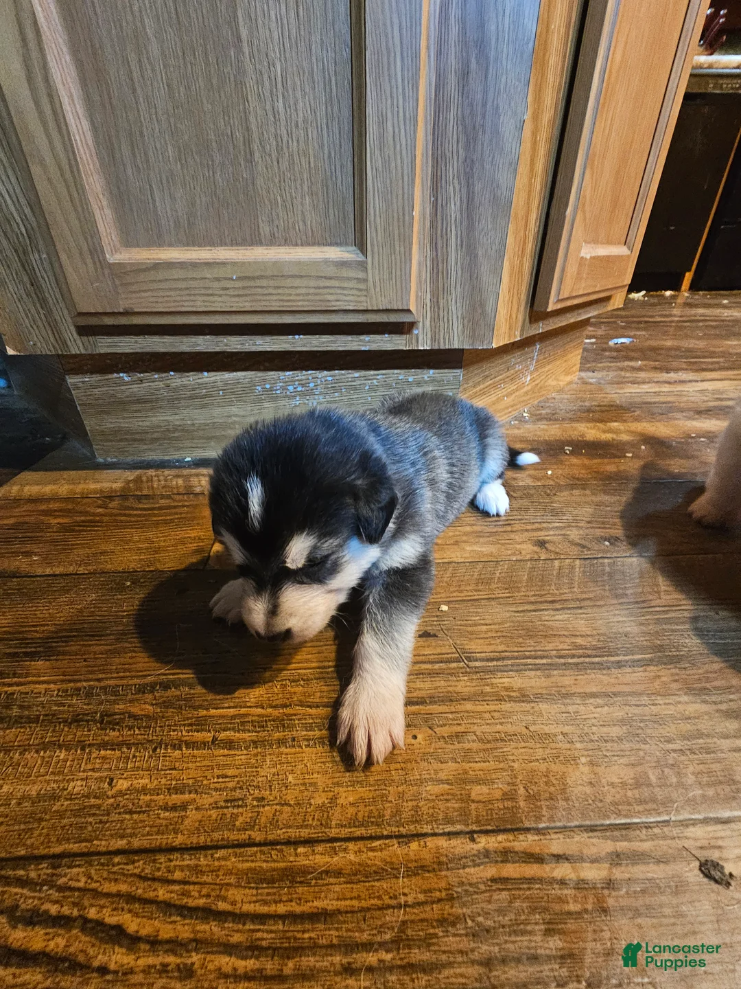 Mixed Breed dogs for sale: Mixed Breed Puppy 5 - Ad 1