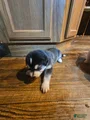 Mixed Breed Puppy 5