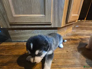 Mixed Breed dogs Mixed Breed Puppy 5 - Ad 18