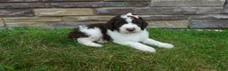 Newfypoo dogs for sale: F1b Teddy - Ad 5