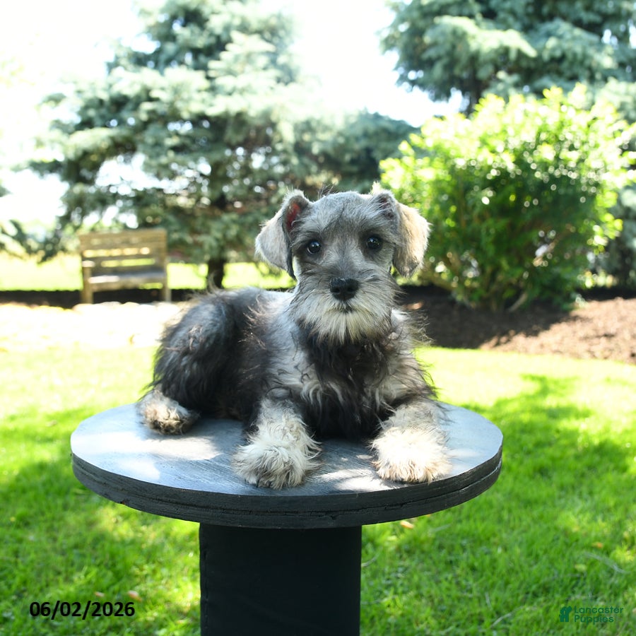 Miniature Schnauzer dogs Lulu - Ad 2